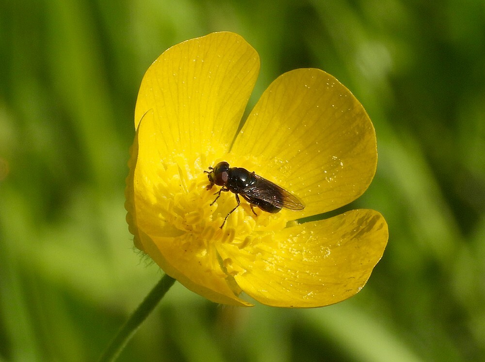 kaaldoflijfjevrouwopscherpeboterbloem09052024a 2