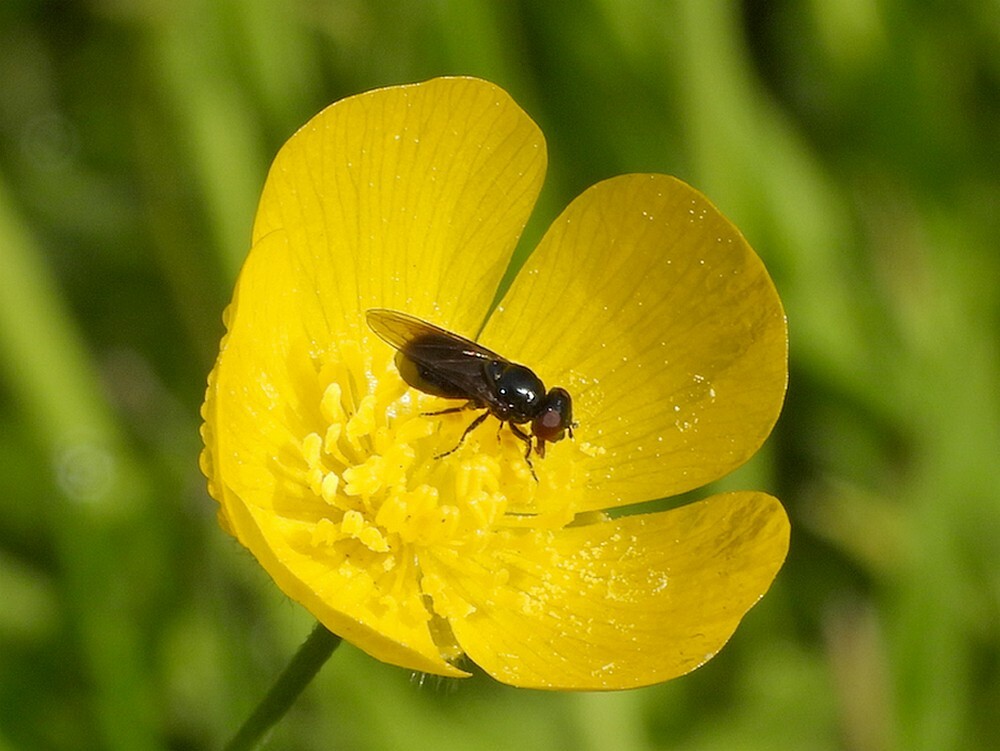 kaaldoflijfjevrouwopscherpeboterbloem09052024a 3