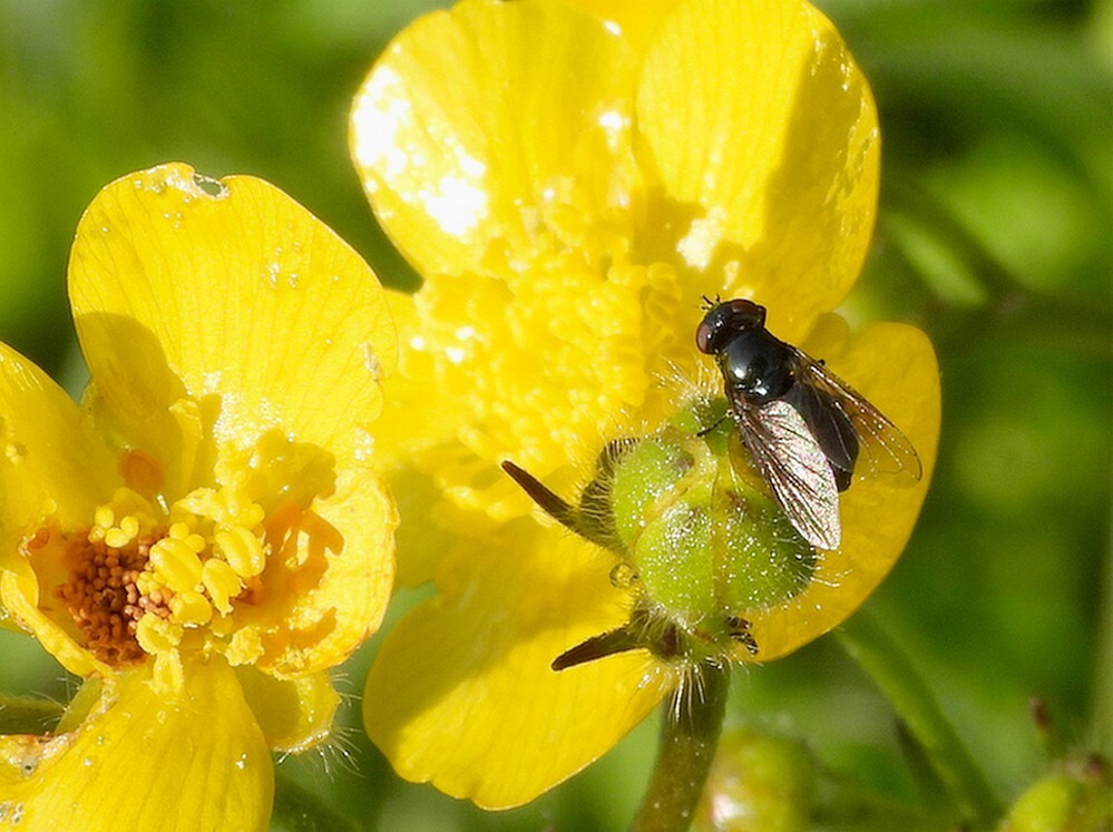 kaaldoflijfjevrouwopscherpeboterbloem09052024a 4