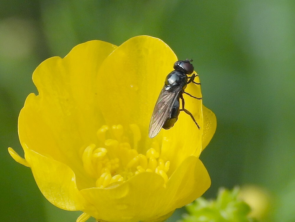 kaaldoflijfjevrouwopscherpeboterbloembotanischetuinenutrecht18052024