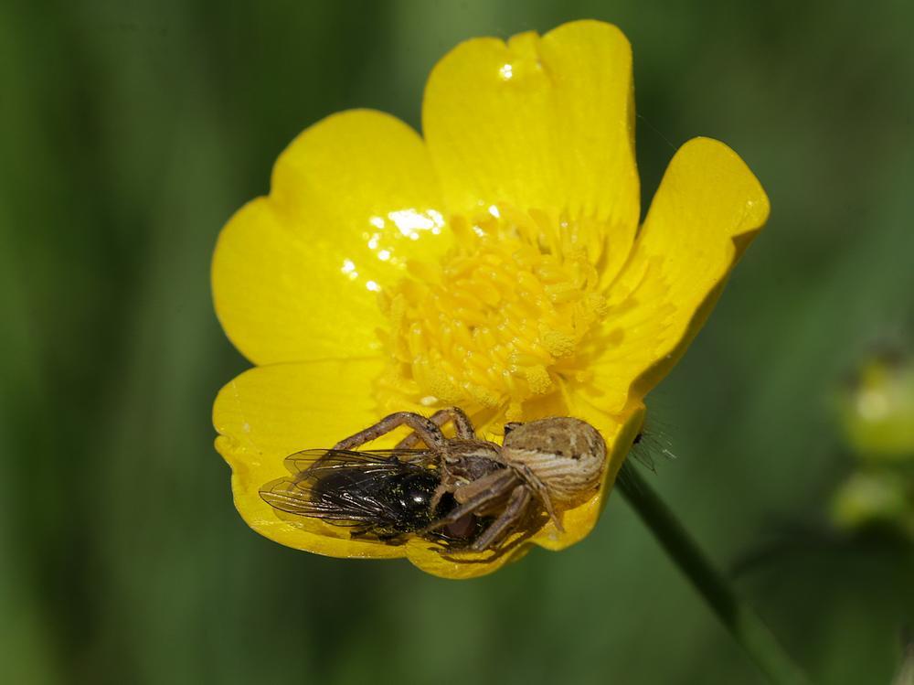 moeraskrabspinmetprooiweidedoflijfjeopscherpeboterbloemzouweboezemgebied28042026 1