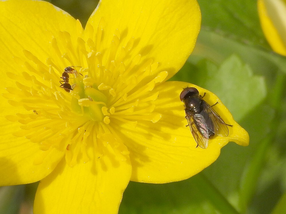 weidedoflijfjemanopdotterbloemontdektuinbotanischetuinenutrecht12042024