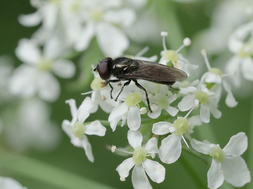 weidedoflijfjemanopfluitenkruidzouweboezemgebied04052026