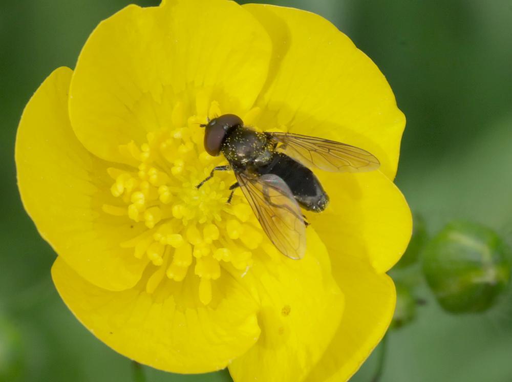 weidedoflijfjemanopkruipendeboterbloemzouweboezemgebied05052026