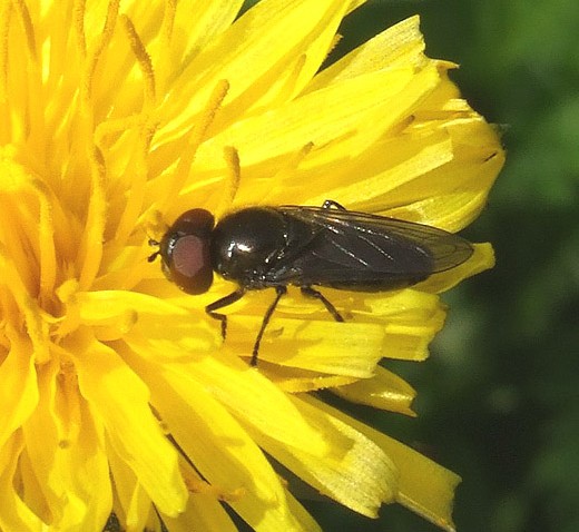 weidedoflijfjemanoppaardenbloemzouweboezemgebied12042009