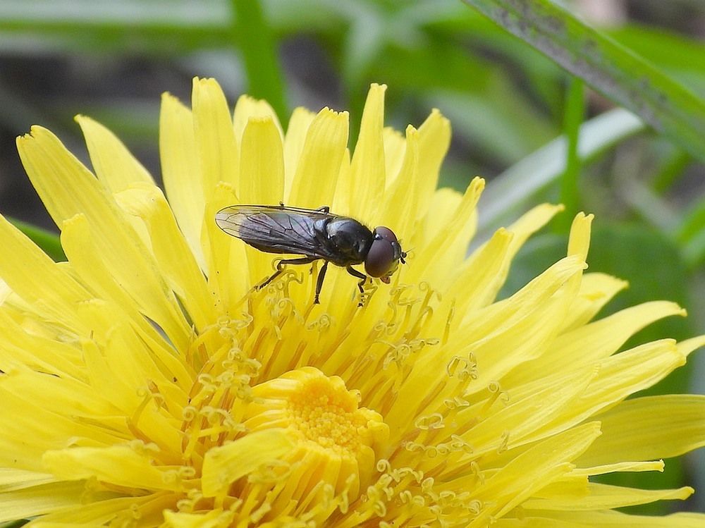 weidedoflijfjemanoppaardenbloemzouweboezemgebied19042023