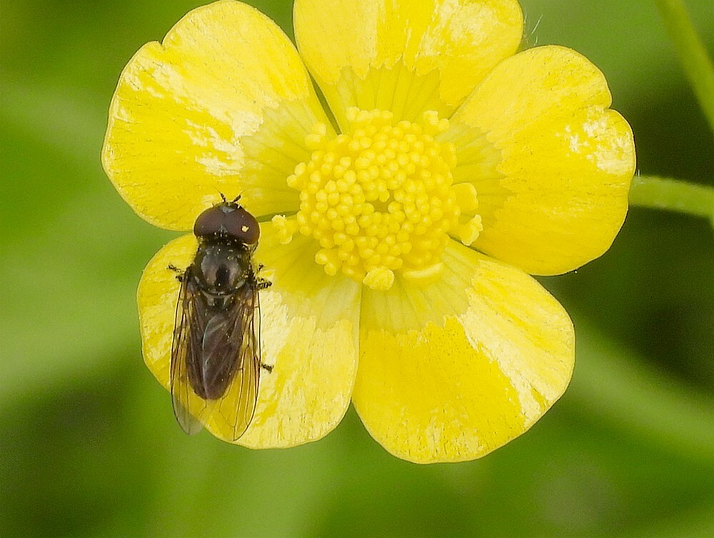 weidedoflijfjemanopscherpeboterbloembotanischetuinenutrecht09052024