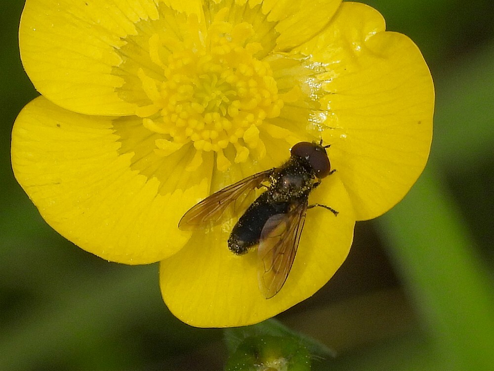 weidedoflijfjemanopscherpeboterbloemontdektuinbotanischetuinenutrecht06052024 2