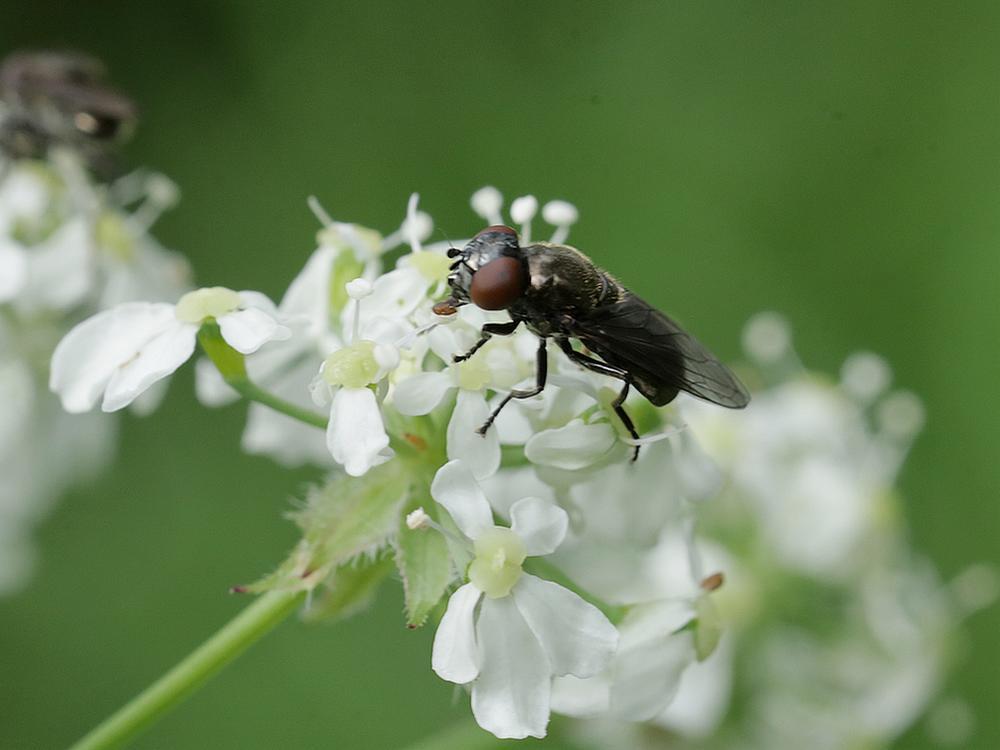 weidedoflijfjevrouwopfluitenkruidzouweboezemgebied04052026