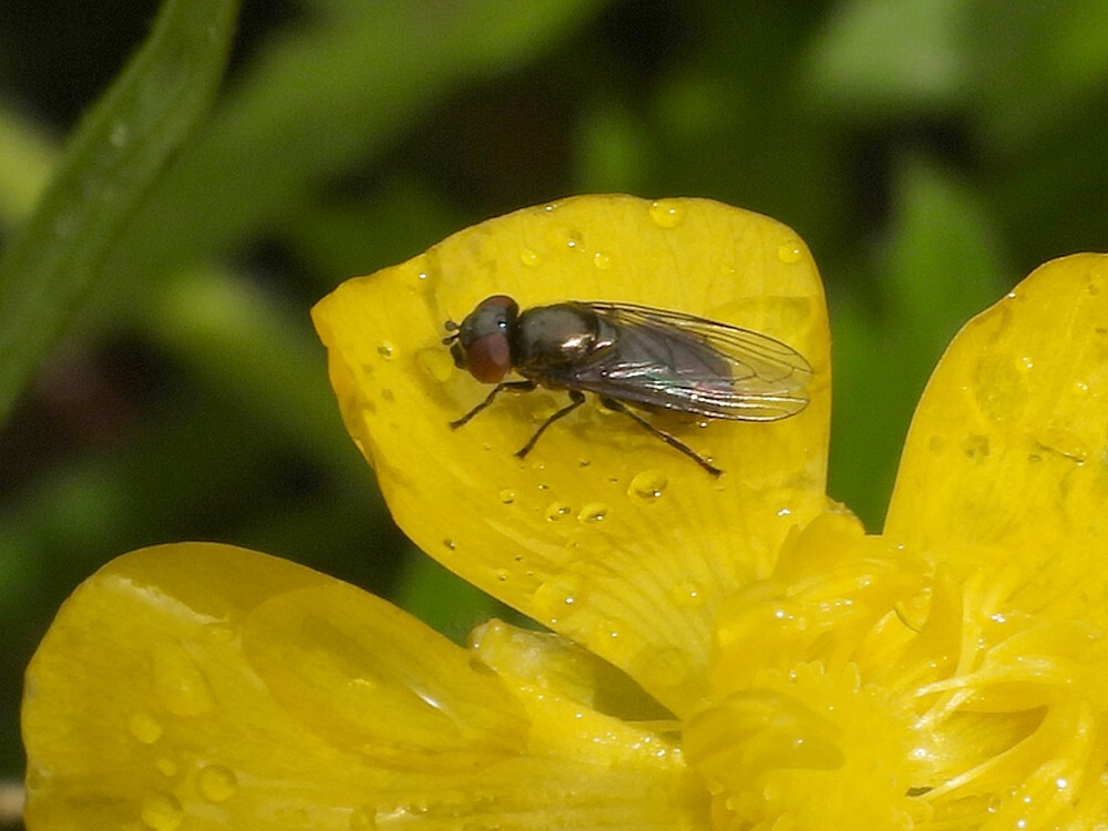 weidedoflijfjevrouwopkruipendeboterbloemontdektuinbotanischetuinenutrecht17042024