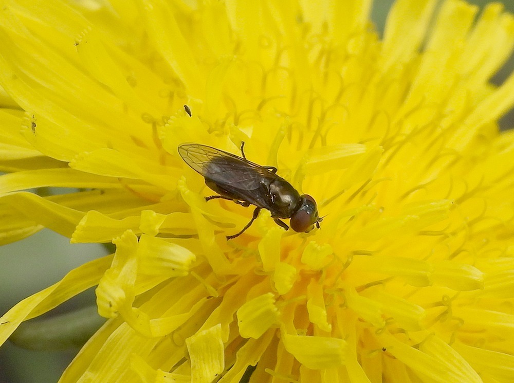 weidedoflijfjevrouwoppaardenbloemzouweboezemgebied25042023