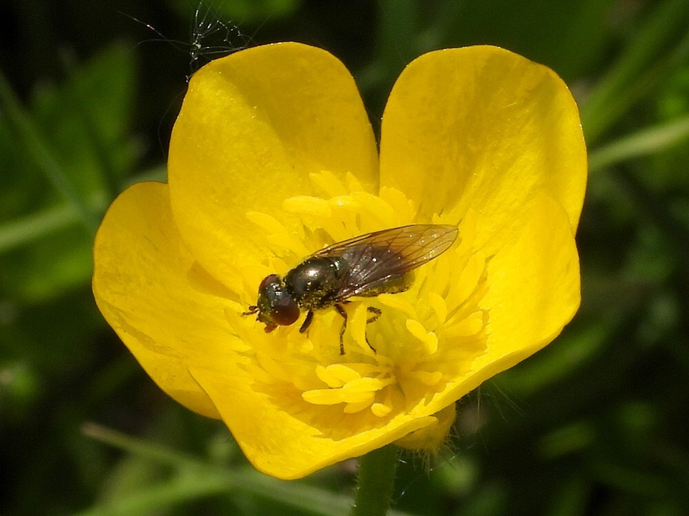 weidedoflijfjevrouwopscherpeboterbloemzouweboezem18052025