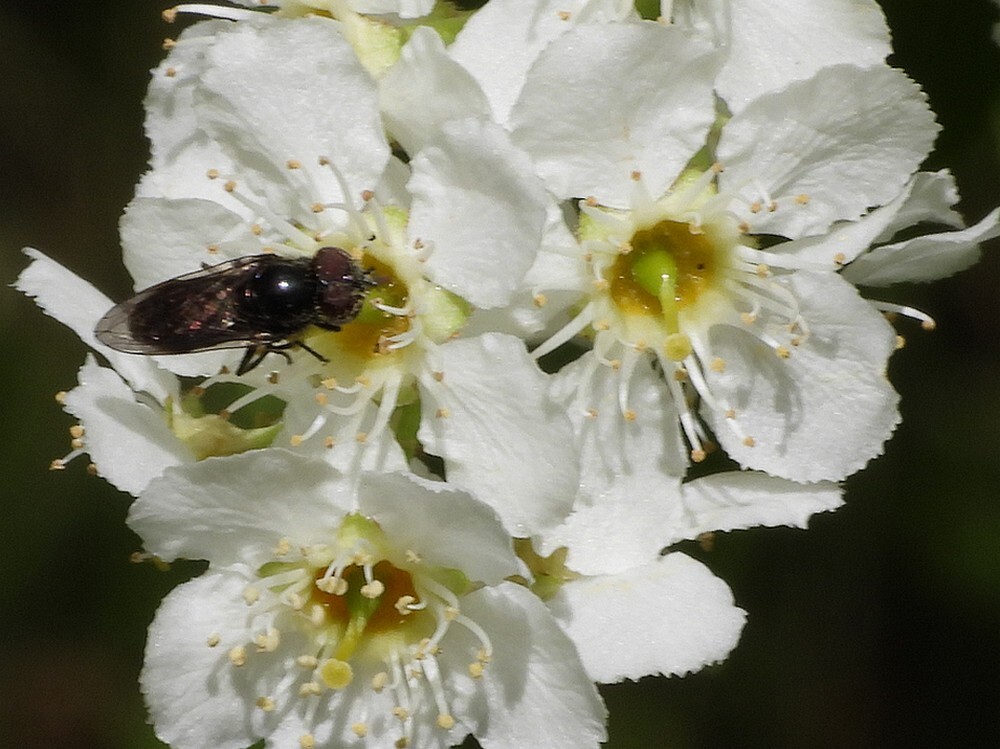 zomersdoflijfjemanopmeidoornbuitenfortbotanischetuienutecht18042024 1