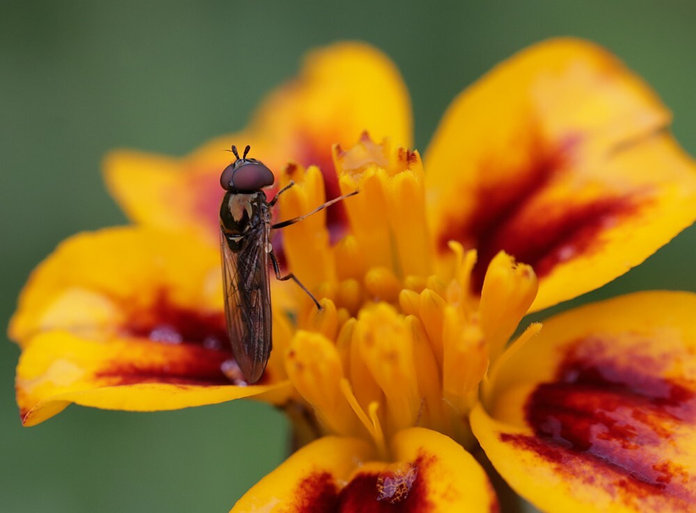 gewonedriehoekzweefvliegbotanischetuinenutrecht01112023
