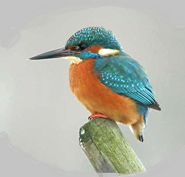 ijsvogelmaneverdingen05032009