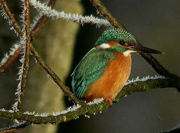 ijsvogelmanpolderachthoven03012006 1