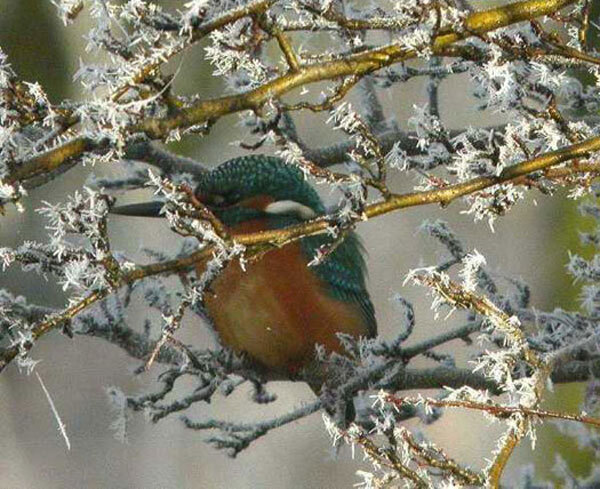 ijsvogelmanpolderachthoven03012006 2