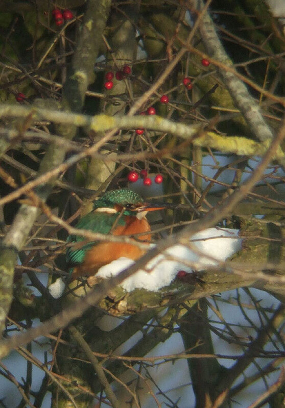 ijsvogelvrouweverdingen19122009