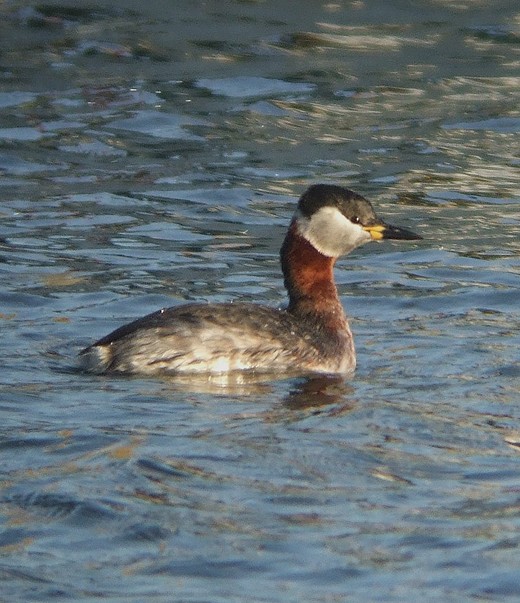 roodhalsfuut ijmuiden 060310 1