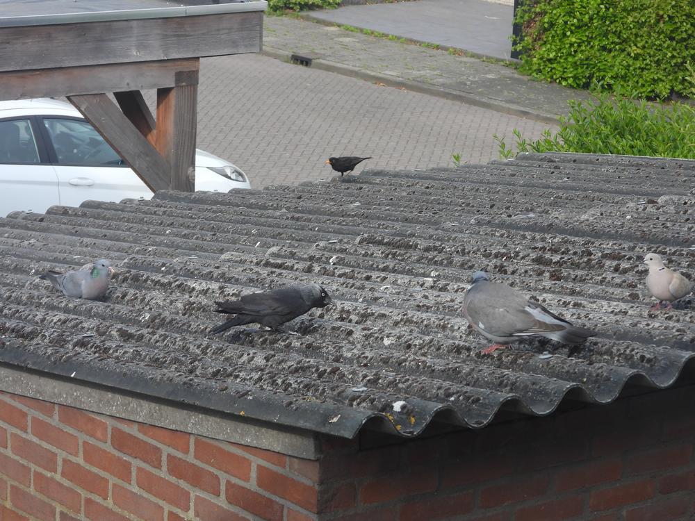 duiven3kauwmerelvoerplaatsschuurdakmeerkerk10052026