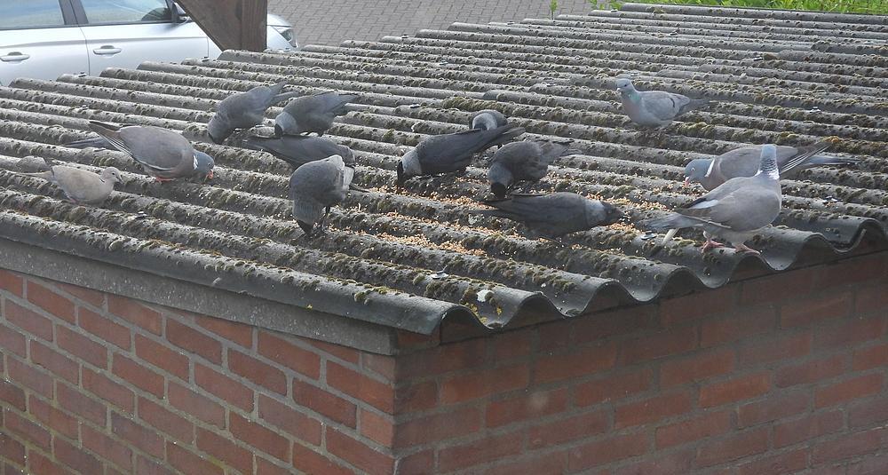 holenduifhoutduifturksetortelenkauwenvoerplaatsschuurdakmeerkerk14052026
