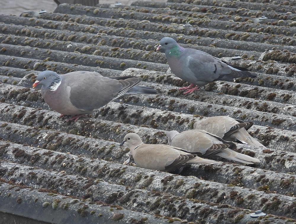 holenduifhoutduifturksetortelsvoerplaatsschuurdakmeerkerk15052026 3