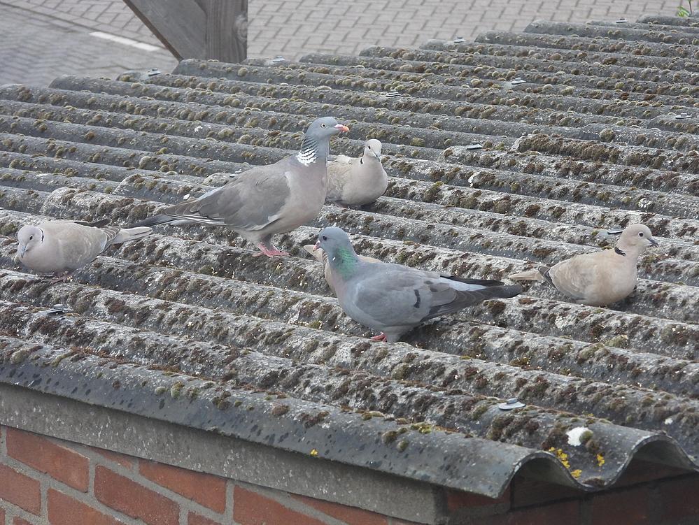 holenduifhoutduifturksetortelsvoerplaatsschuurdakmeerkerk15052026 4