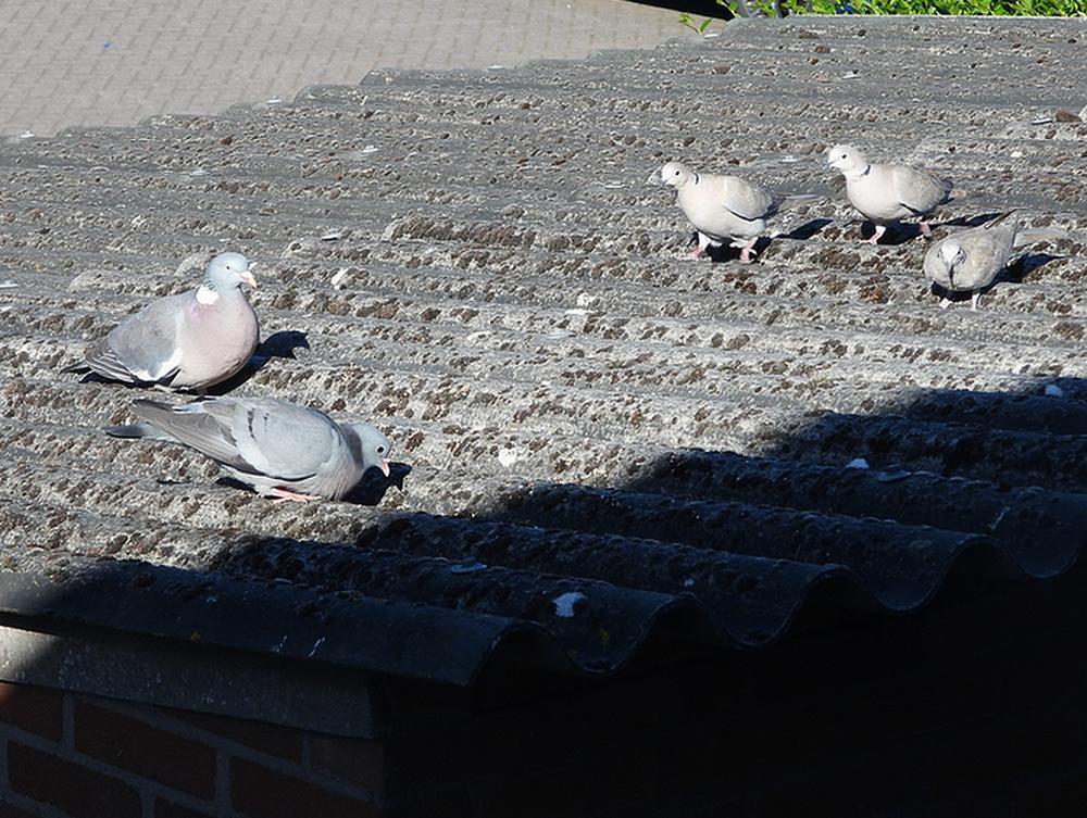 holenduifhoutduifturksetortelvoederplaatsschuurdakmeerkerk01052026 1