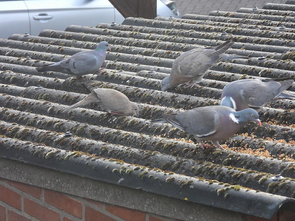 holenduifhoutduivenenturksetortelvoerplaatsschuurdakmeerkerk14052026 3
