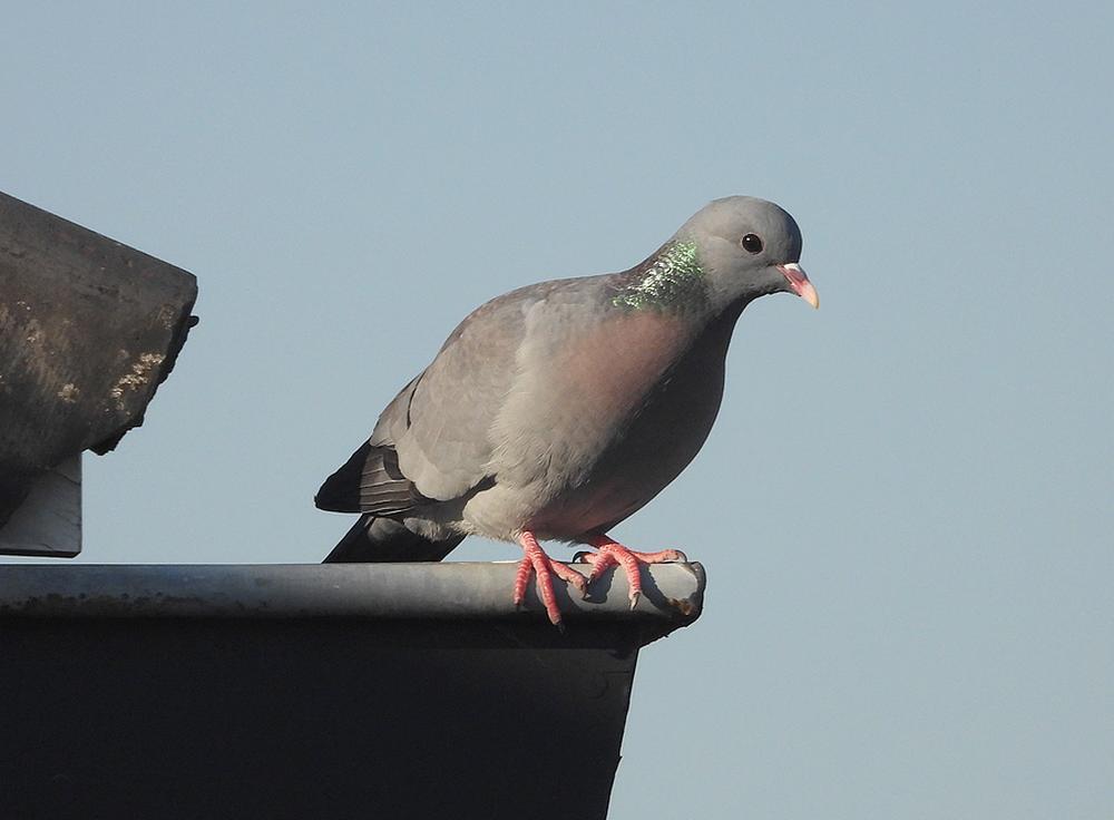 holenduifvoederplaatsschuurdakmeerkerk21042026 1