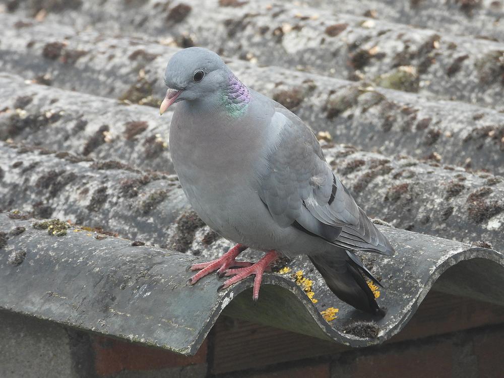holenduifvoerplaatsschuurdakmeerkerk15052026 2