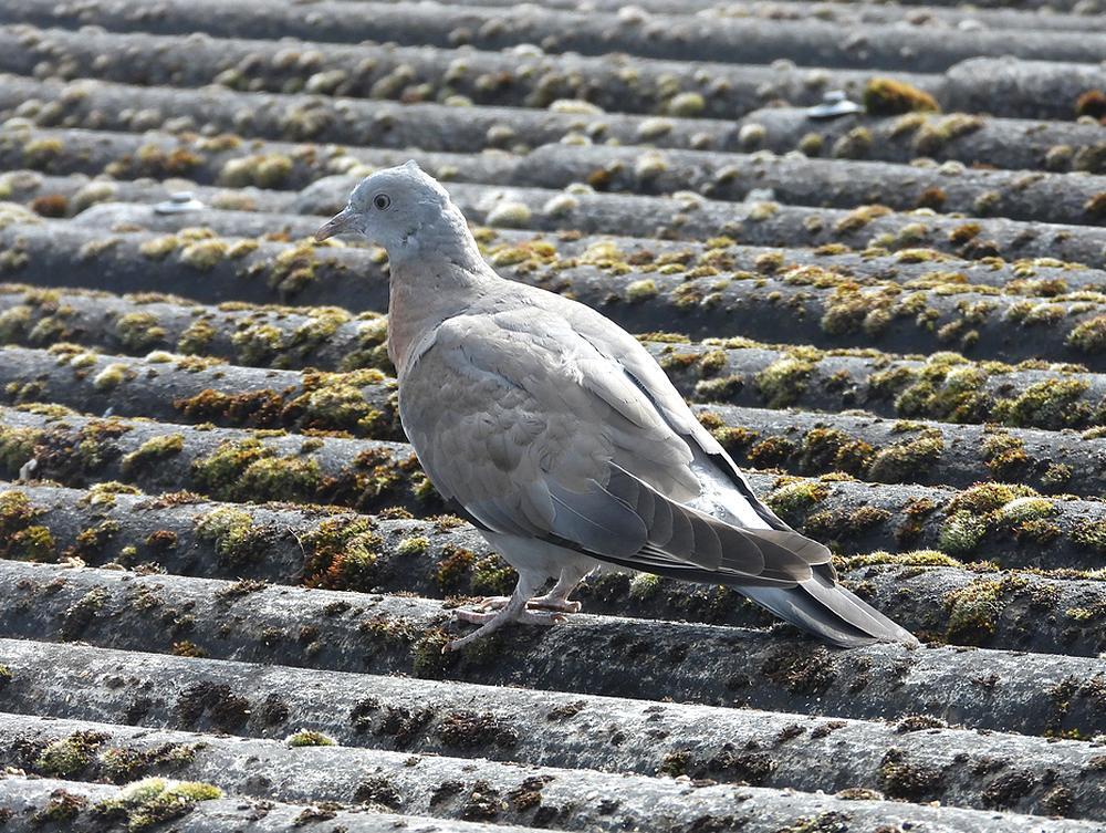 houtduif1ejuvenielvoerplaatsschuurdakmeerkerk12052026