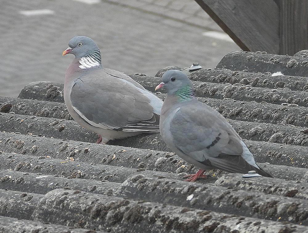 houtduifenholenduifvoerplaatsschuurdakmeerkerk05052026