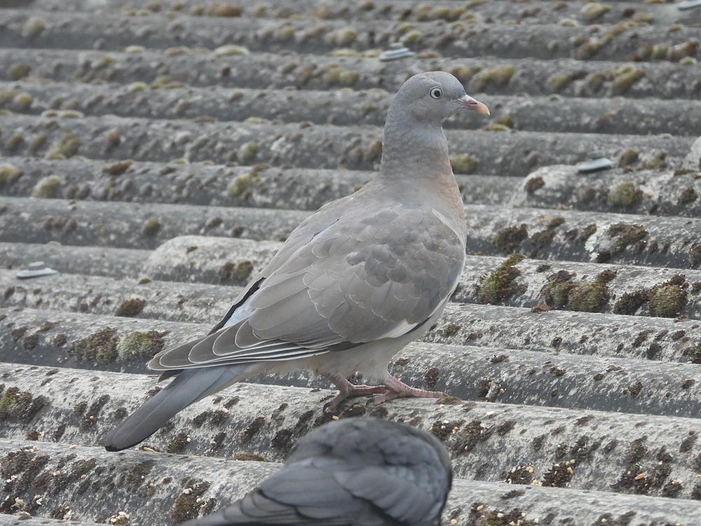 houtduifjuvenielvoerplaatsschuurdakmeerkerk19052026 1