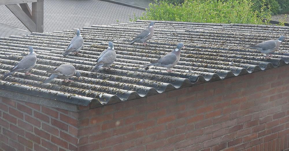 houtduiven7ex.hoogsteaantalvoerplaatsschuurdakmeerkek15052026