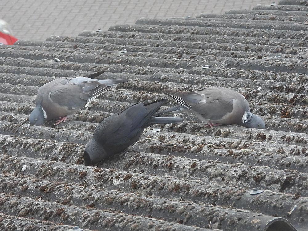 houtduivenenkauwvoederplaatsmeerkerk24042026