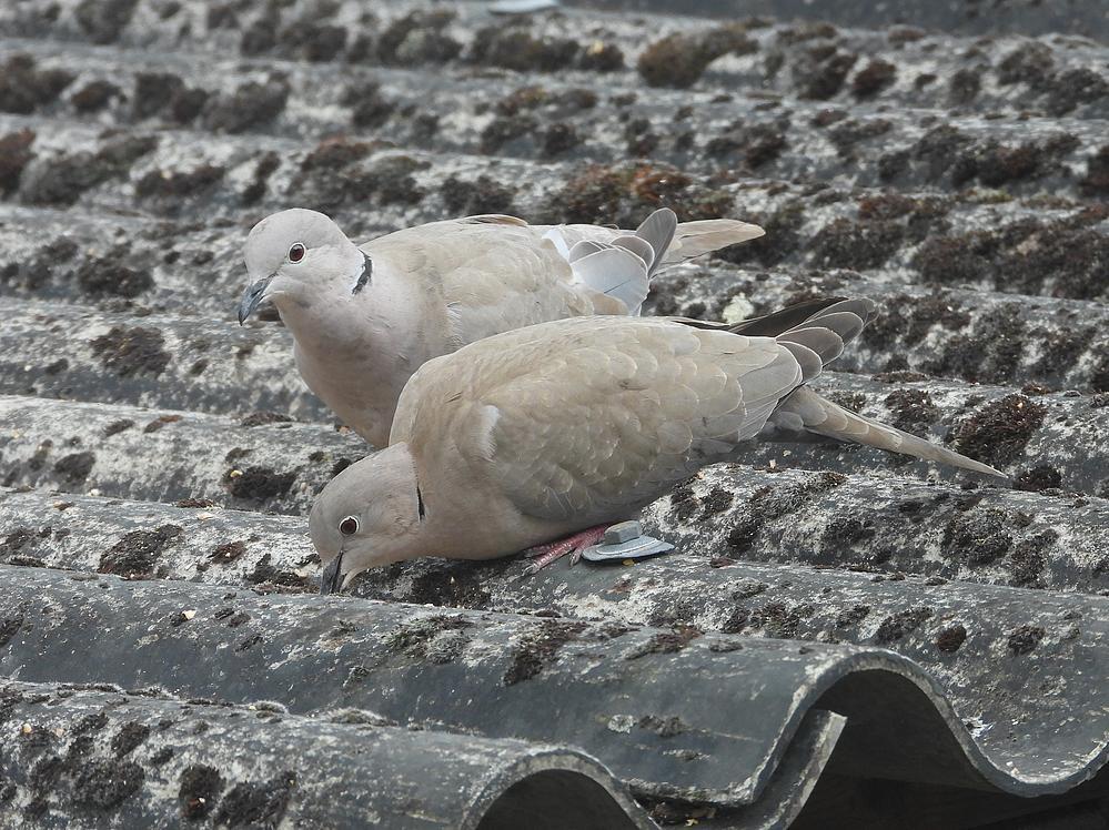 turksetortelpaarvoerplaatsschuurdakmeerkerk14052026 1