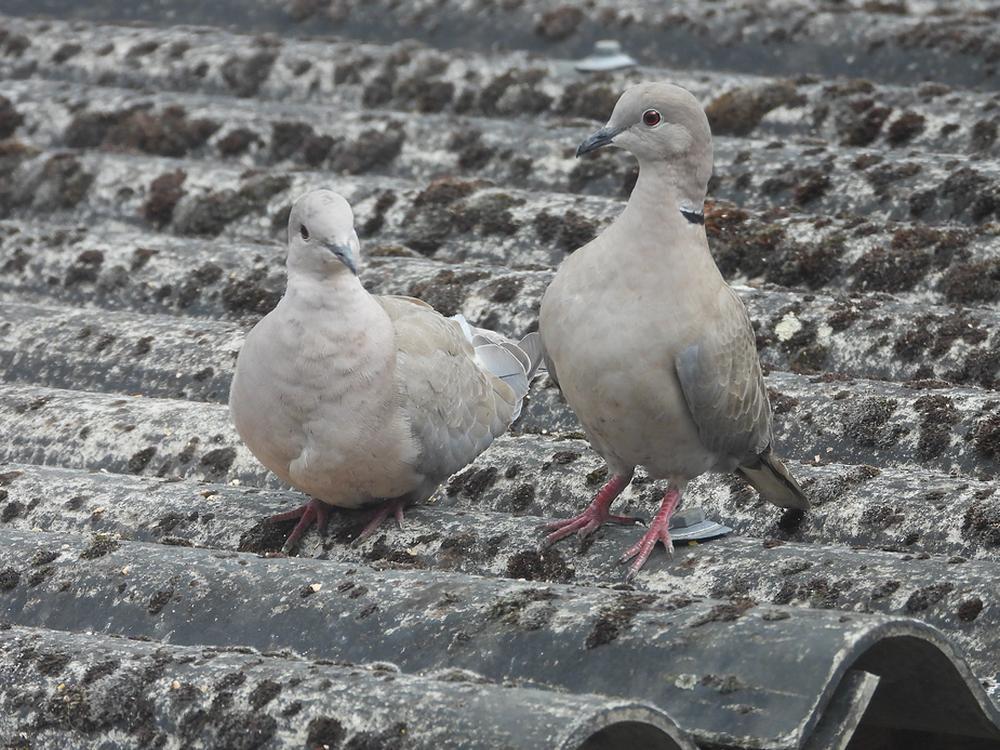 turksetortelpaarvoerplaatsschuurdakmeerkerk14052026 2