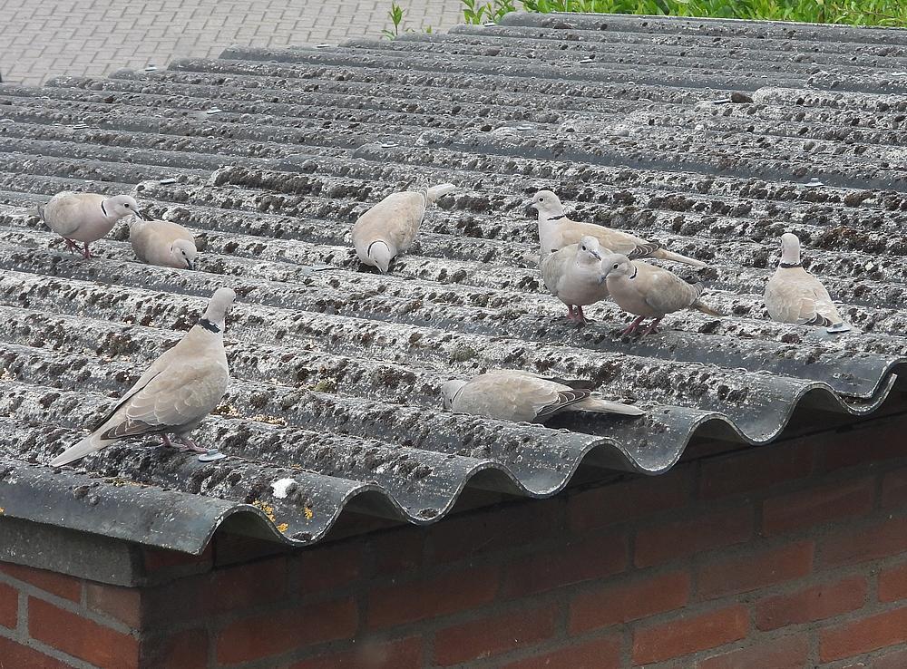 turksetortels9ex.evenaring11meivoerplaatsschuurdakmeerkerk14052026
