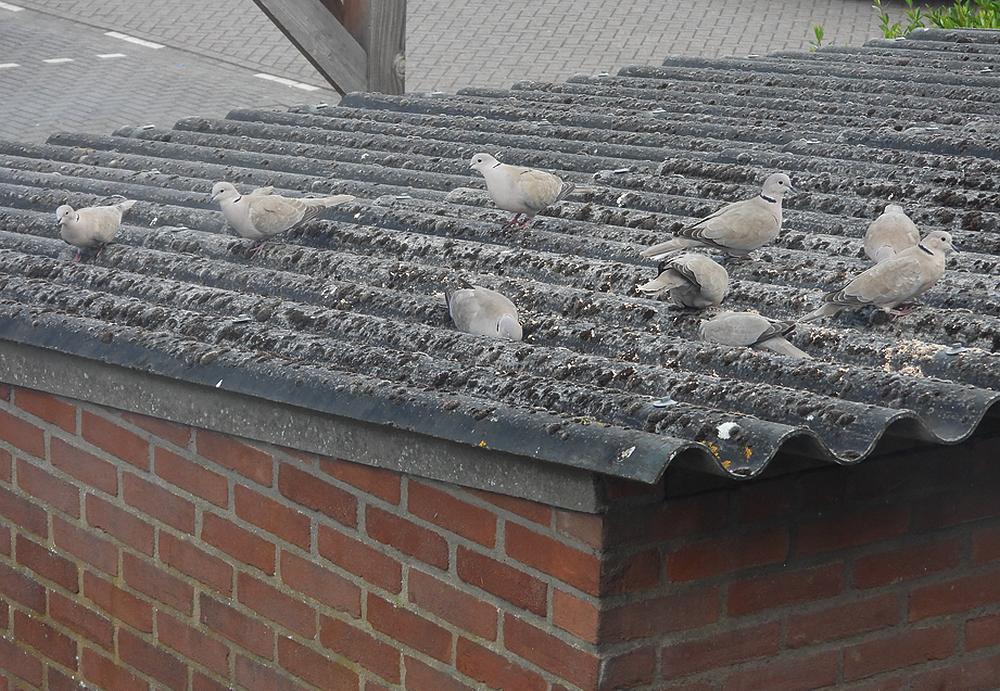 turksetortels9exhoogsteaantalvoerplaatsschuurdakmeerkerk11052026