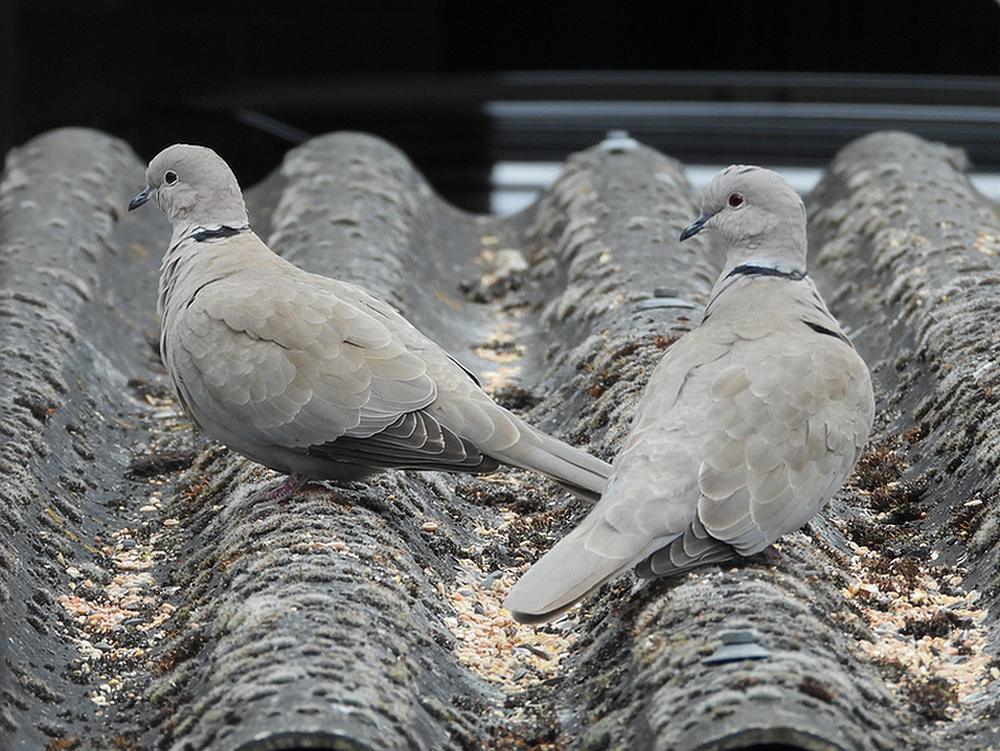 turksetortelsvoederplaatsschuurdak meerkerk04042026