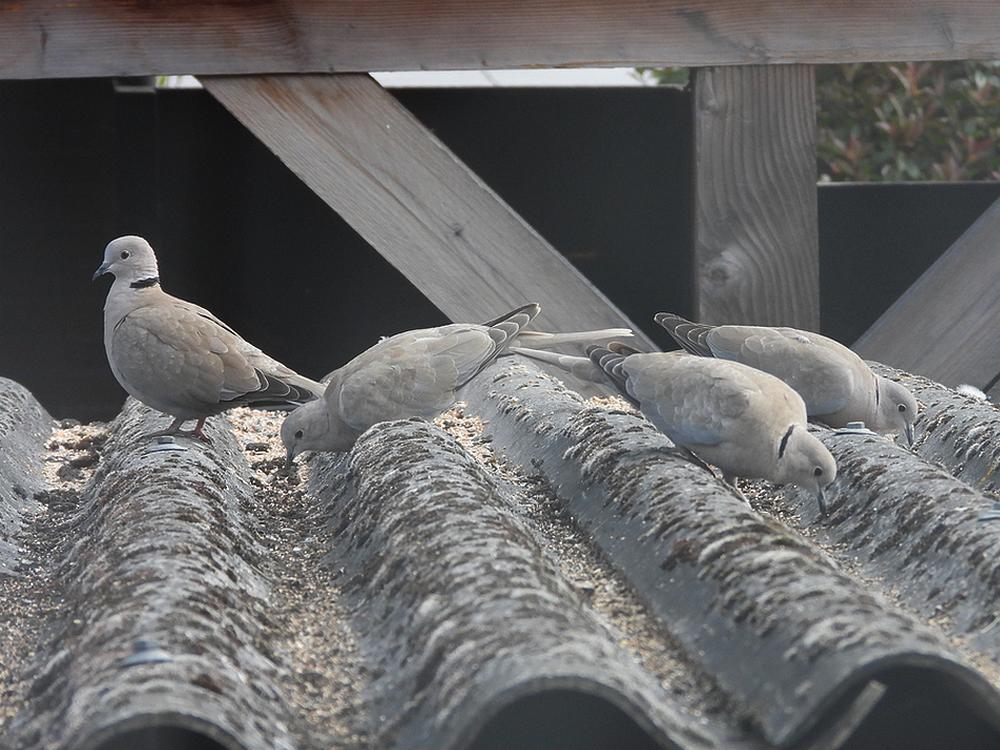 turksetortelsvoerplaatsschuurdakmeerkerk06052026