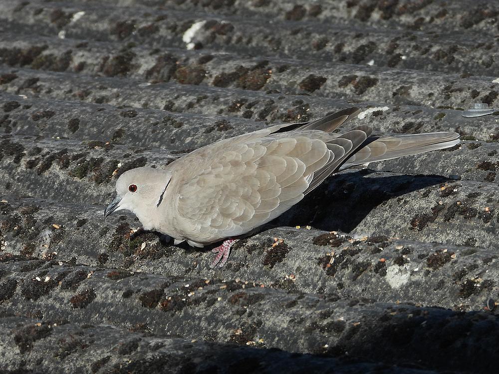 turksetortelvoederplaatsschuurdakmeerkerk01052026