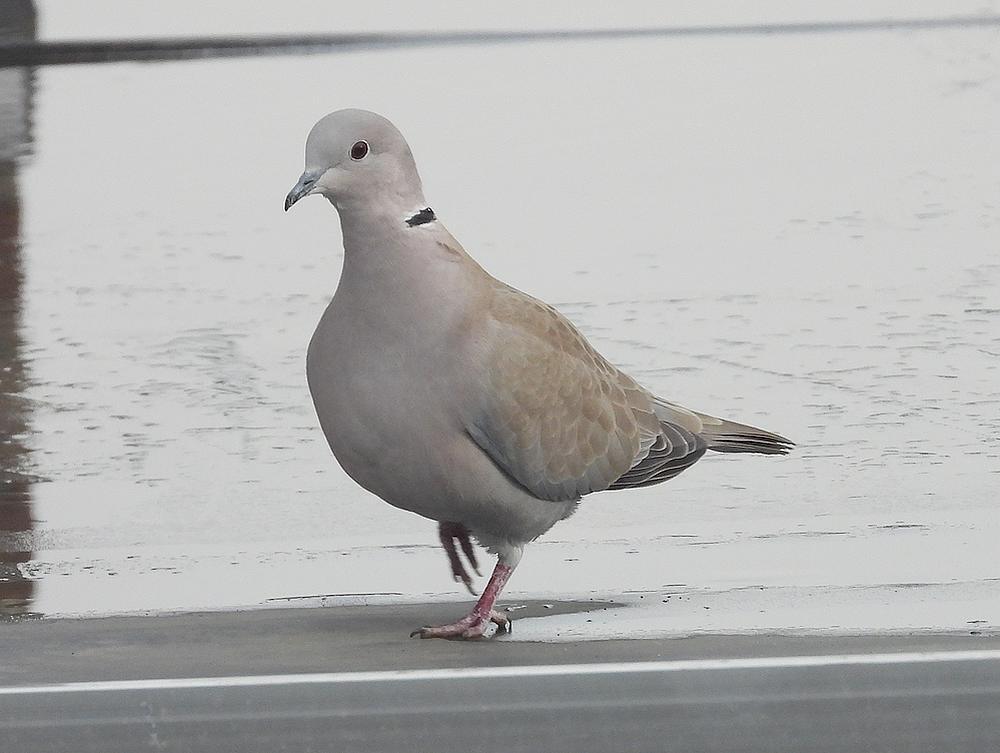 turksetortelvoederplaatsschuurdakmeerkerk18022026 2