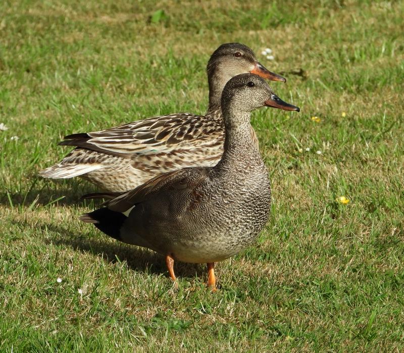 krakeendenpaarbrandwijk240520201