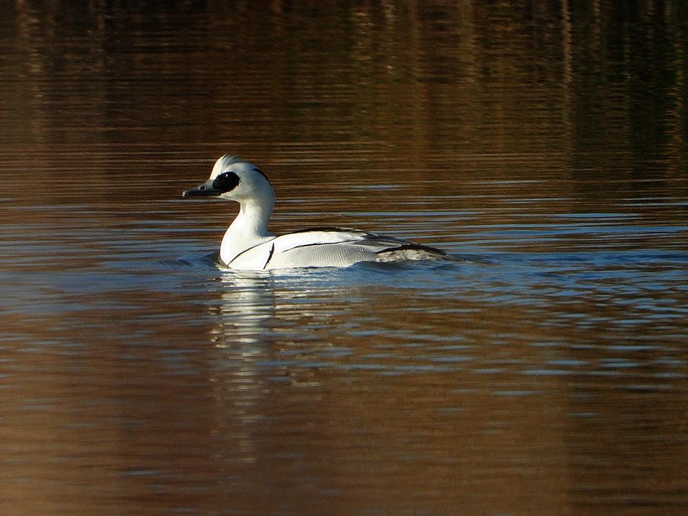 nonnetjemanbrabantsebiesbosch26022021