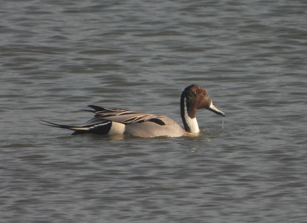 pijlstaartenpaarbrabantsebiesbosch24032021 1