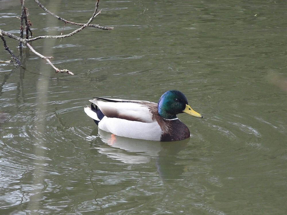 wildeeendwoerdfortgrachtbotanischetuinenutrecht28022024