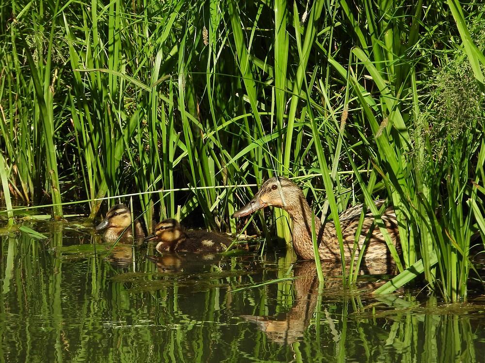 wildeendmet2pullenburggraafmeerkerk06062021