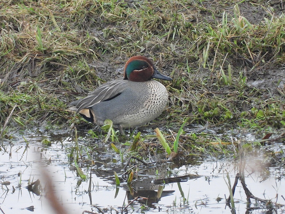 wintertalingmanplasdraslekuiterwaardvianen09022025